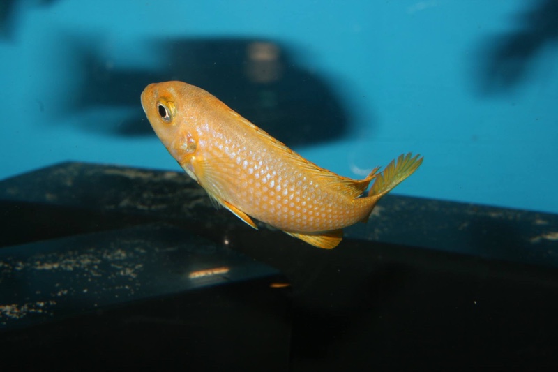 Maylandia sp. 'msobo heteropictus' Lundo Island